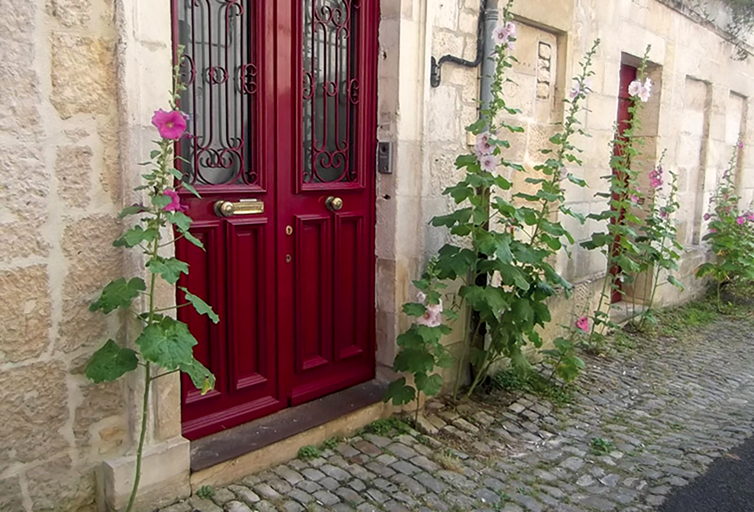 Photo de roses trémières le long d'une mur