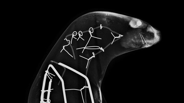 Accrochage : Romain Baro, specimens - Agrandir l'image, fenêtre modale