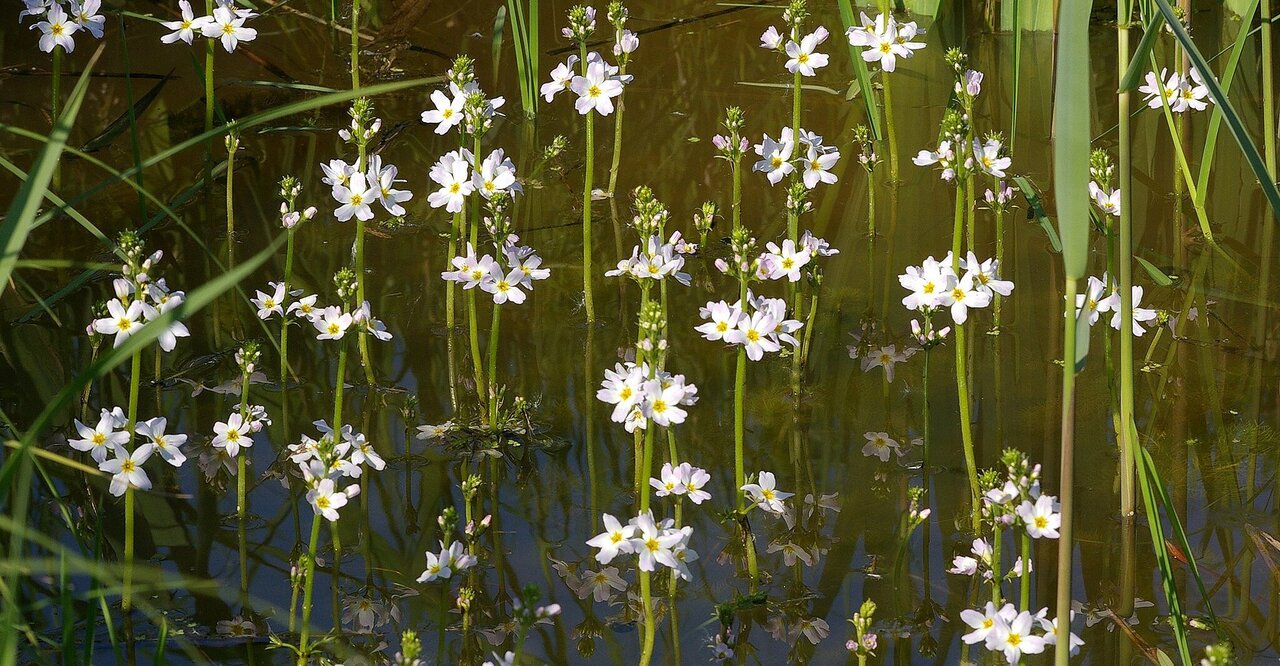 L’Hottonie des Marais © Christian Fischer