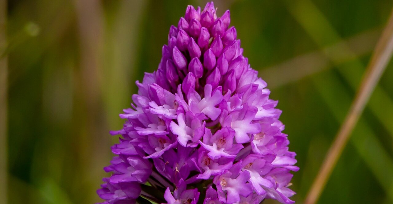 Orchidée Pyramidale