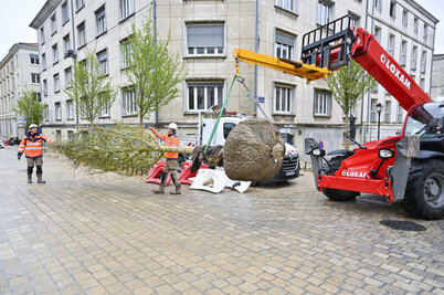 Plantation des arbres place Martin-Bastard. - Agrandir l'image 68 sur [117], fenêtre modale