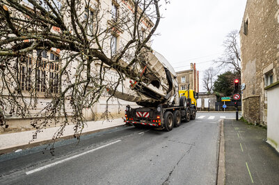 Transplantation des liquidambars - Agrandir l'image 146 sur [166], fenêtre modale