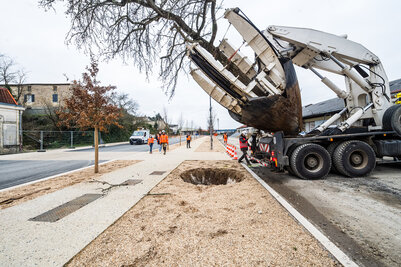 Transplantation des liquidambars - Agrandir l'image 145 sur [166], fenêtre modale