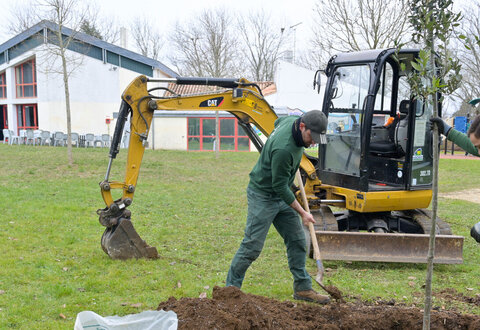 Plantation d'arbres