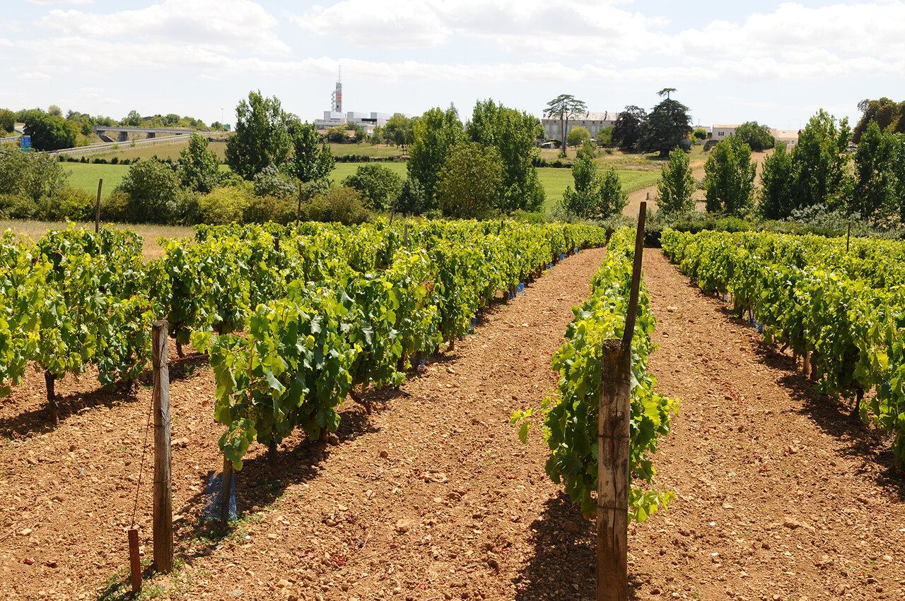Vignes © E Chauvet