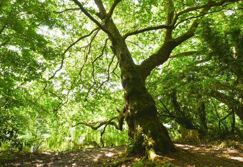 Arbre remarquable sur les sentiers de Sainte-Pezenne © B Derbord