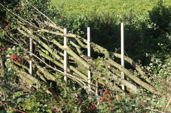 Animation nature. Artistes au jardin - Agrandir l'image, fenêtre modale