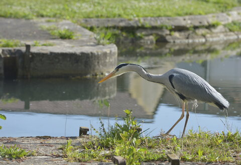 Héron à l'écluse de Comporté © Darri