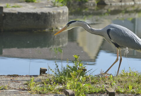 Héron à l'écluse de Comporté © Darri