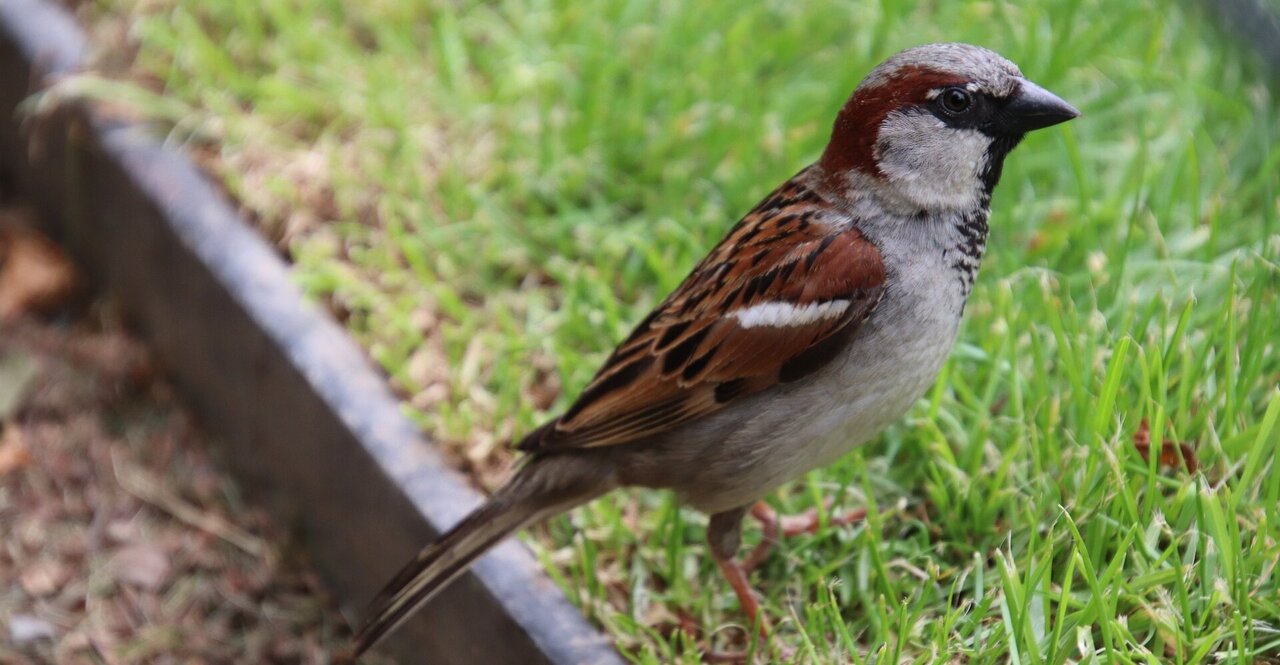 moineau friquet 