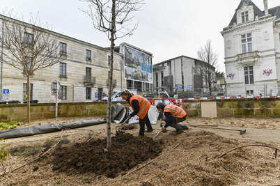 Plantations des arbres place Martin-Bastard. - Agrandir l'image 91 sur [117], fenêtre modale
