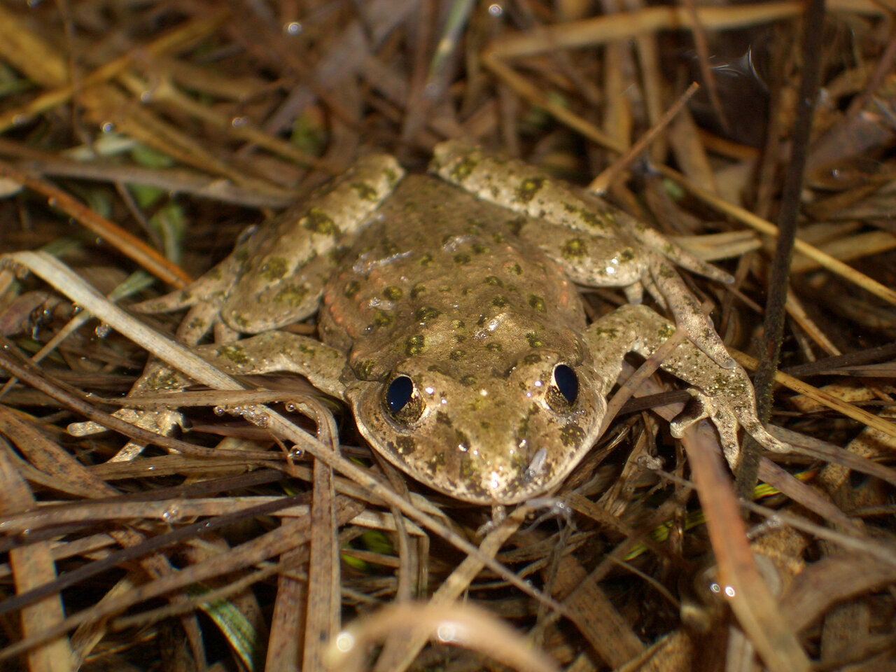 Pelodytes punctatus