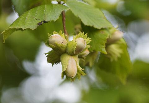 Le Noisetier © AdobeStock