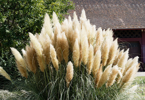 Herbe de la pampa  © AdobeStock