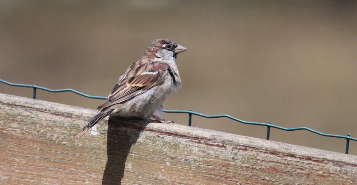 Moineau