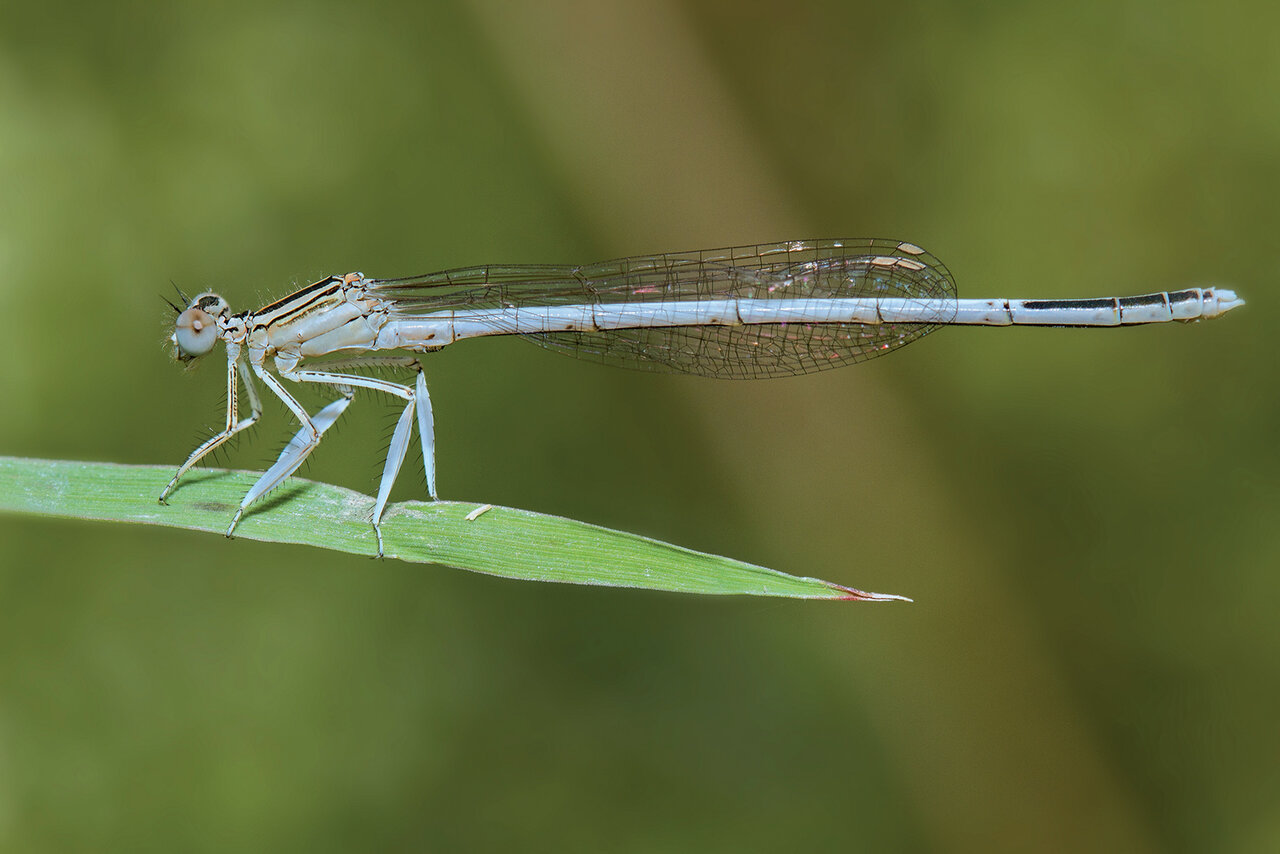 Agrion blancheâtre © N. Cotrel
