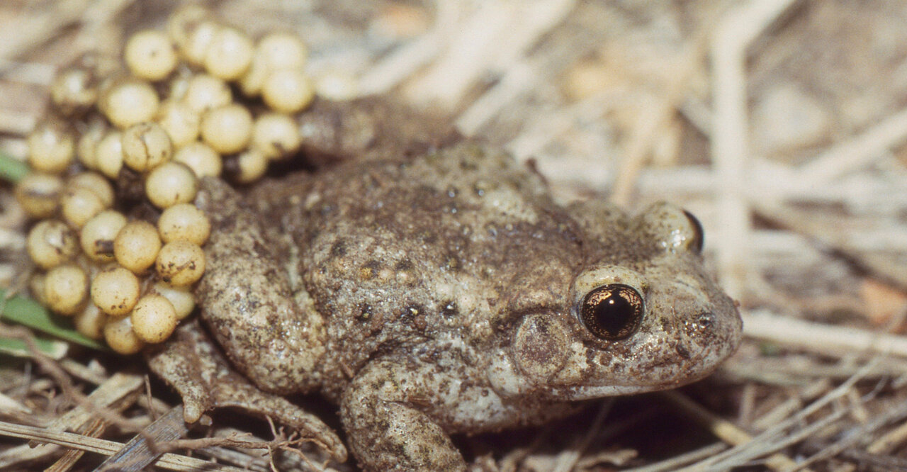 Crapaud accoucheur