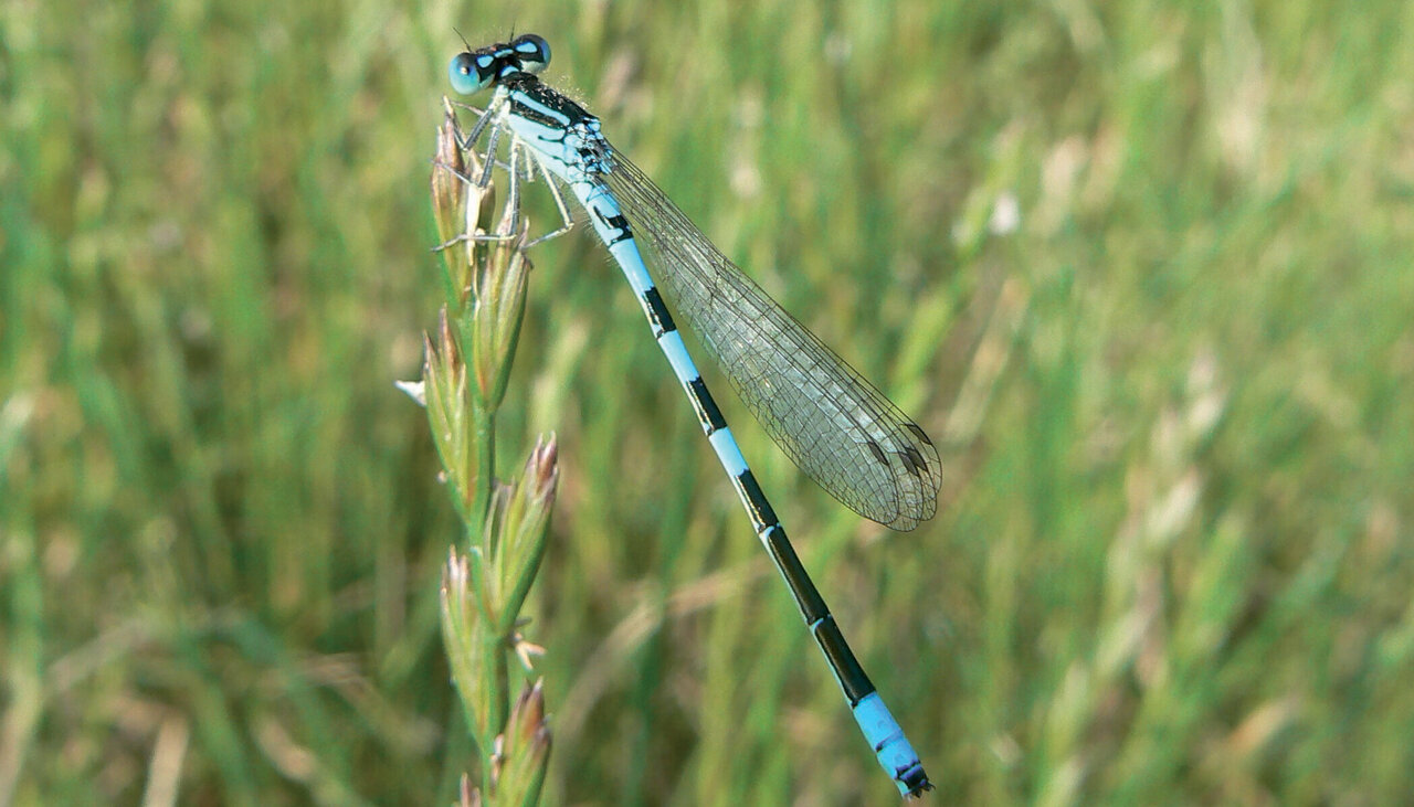  Agrion mignon © DSNE-B-Rochelet