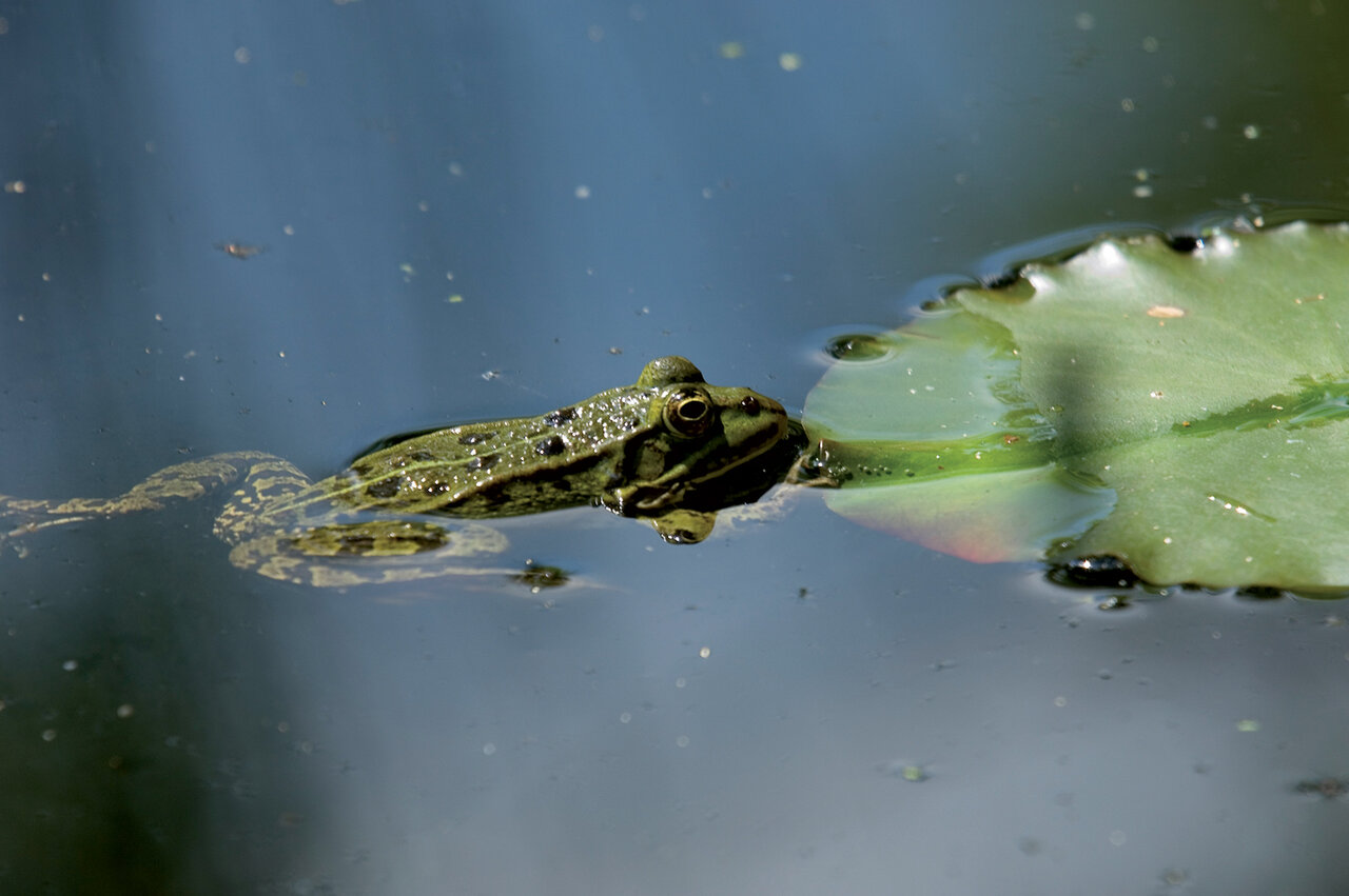 Grenouille verte © Buch création
