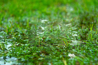 Green grass flooded with rain.Summer rain.Rectangular background with wet grass.Flooding in the fields.