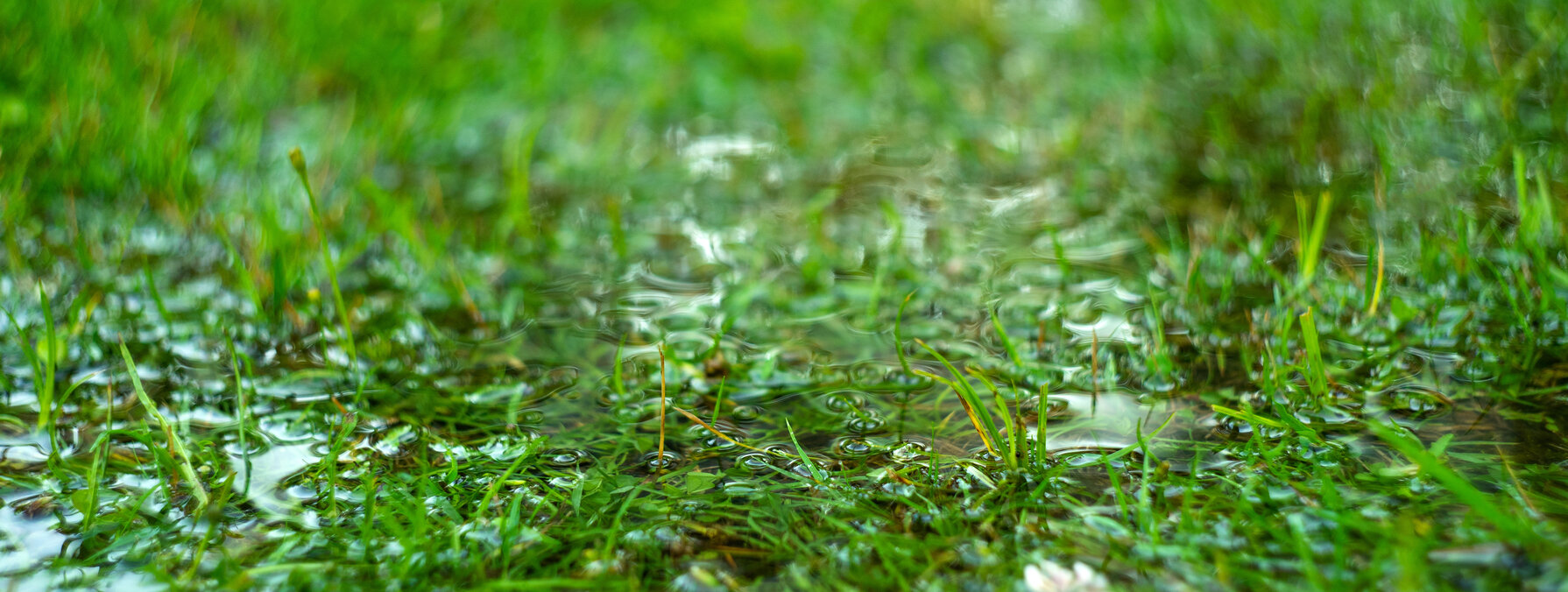 Green grass flooded with rain.Summer rain.Rectangular background with wet grass.Flooding in the fields.